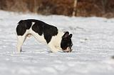 BOULEDOGUE FRANCAIS 944